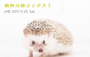 川柳投稿まるせん│50回到達記念企画！みんな大好き！動物川柳コンテスト［賞品 選べるお買い物券 500円分］
