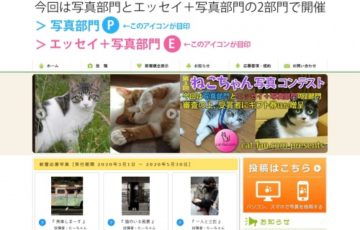 第3回 ねこちゃん写真コンテスト 賞品 ギフト券1万円分
