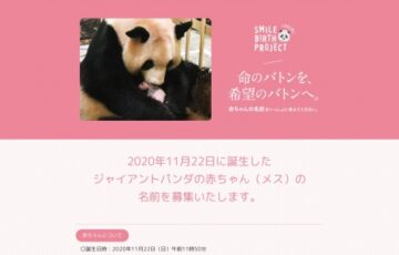 アドベンチャーワールド│SMILE BIRTH PROJECT ジャイアントパンダの赤ちゃんの名前募集