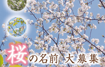 多度津町│『桜の名前』大募集！！［賞 感謝状 ギフトカード5万円分］
